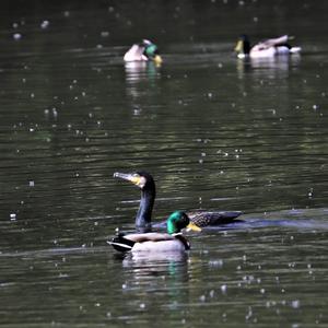 Mallard