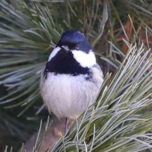 Coal Tit