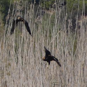 Western Marsh-harrier