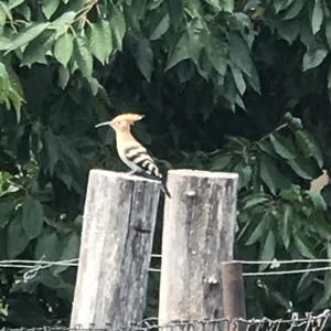 Eurasian Hoopoe