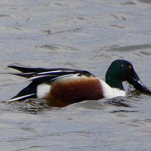 Red Shoveler