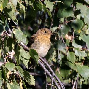 European Robin