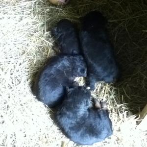 Unknown Breed