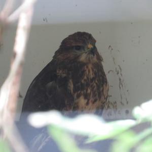 Common Buzzard