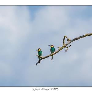 European Bee-eater