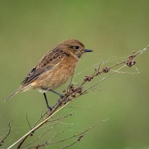 European stonechat