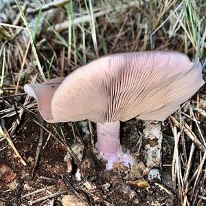 Wood Blewit