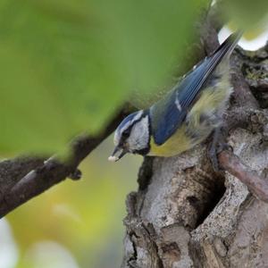 Blue Tit