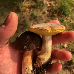 Yellow-cracked Bolete