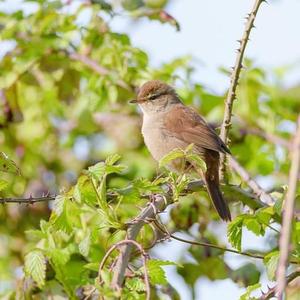 Cetti's Warbler