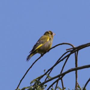 European Greenfinch