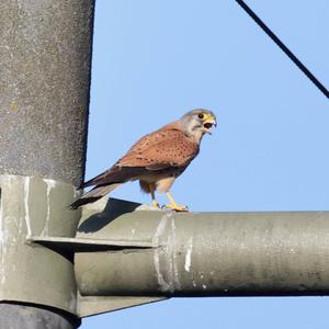 Common Kestrel