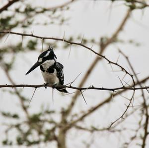 Pied Kingfisher