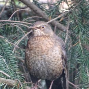 Eurasian Blackbird