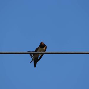 Barn Swallow