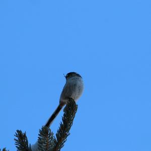 Long-tailed Tit