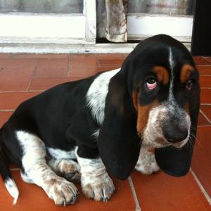 Basset Hound