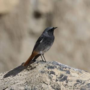 Black Redstart