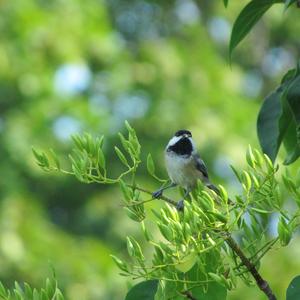 Black-capped Chickadee