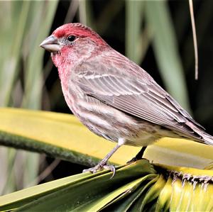 House Finch