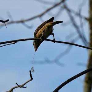 Black-headed Grosbeak