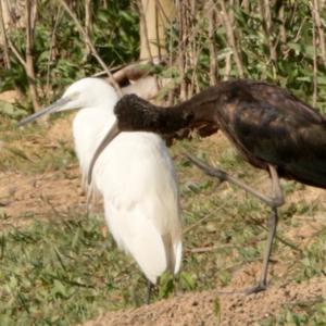 Little Egret