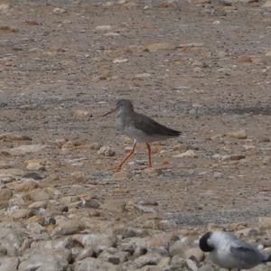 Common Redshank