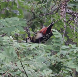 Great Spotted Woodpecker