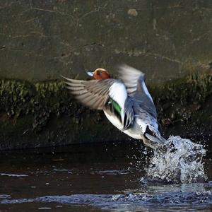 Eurasian Wigeon