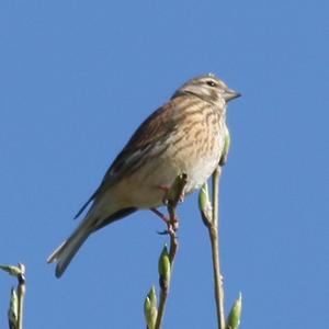 Eurasian Linnet