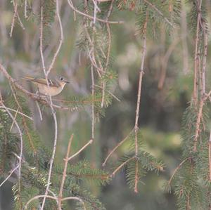 Ruby-crowned Kinglet