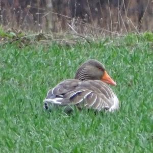 Greylag Goose