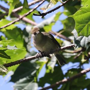 Blackcap