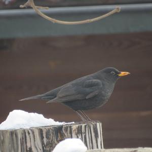 Eurasian Blackbird