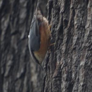 Wood Nuthatch