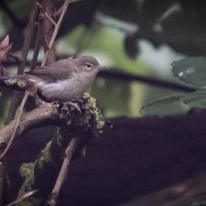 Common Chiffchaff