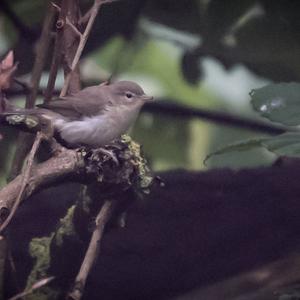 Common Chiffchaff