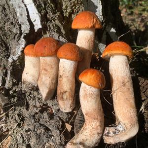 Orange Birch Bolete