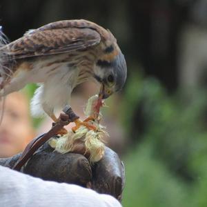 Buntfalke