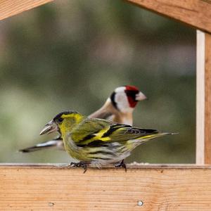 Eurasian Siskin