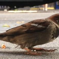 House Sparrow