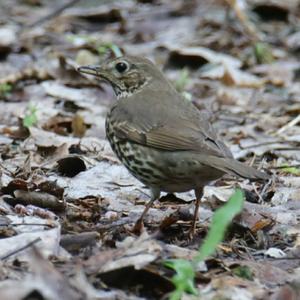 Song Thrush