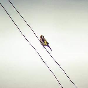 European Goldfinch