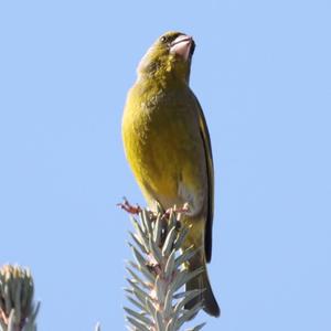 European Greenfinch