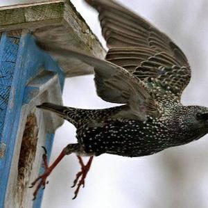 Common Starling