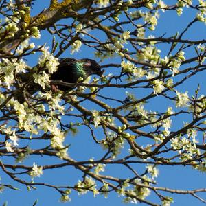 Common Starling