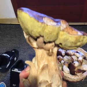 King Bolete