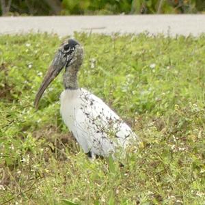 Wood Stork