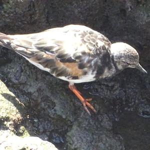 Ruddy Turnstone