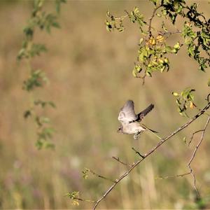 Red-backed Shrike